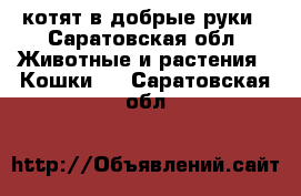 котят в добрые руки - Саратовская обл. Животные и растения » Кошки   . Саратовская обл.